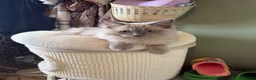 Ragdoll cats for sale: Tica Registered Mink Ragdolls - Advert 3