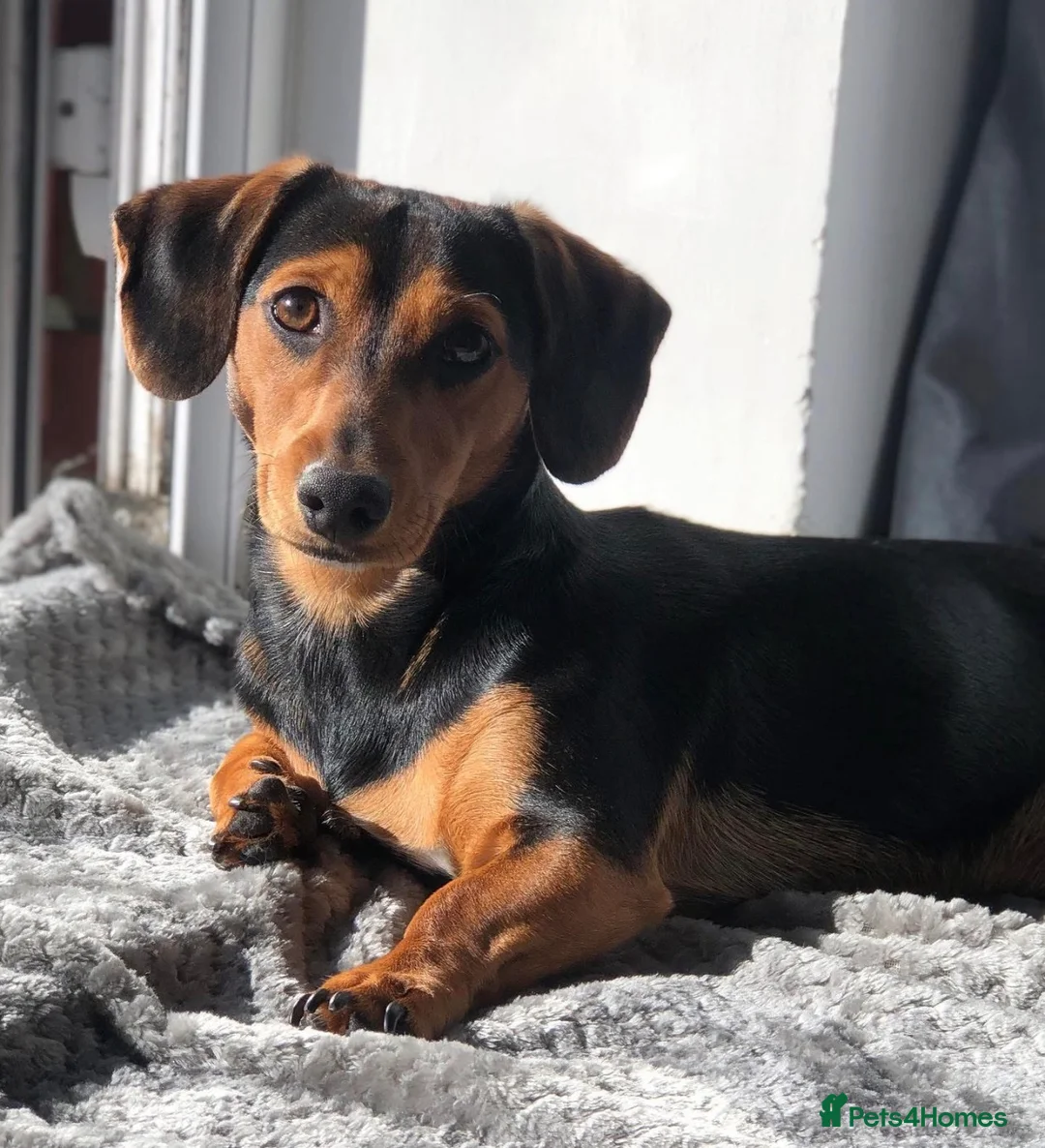 Jackshund dogs for sale: Dachshund x Jack Russell - Advert 1
