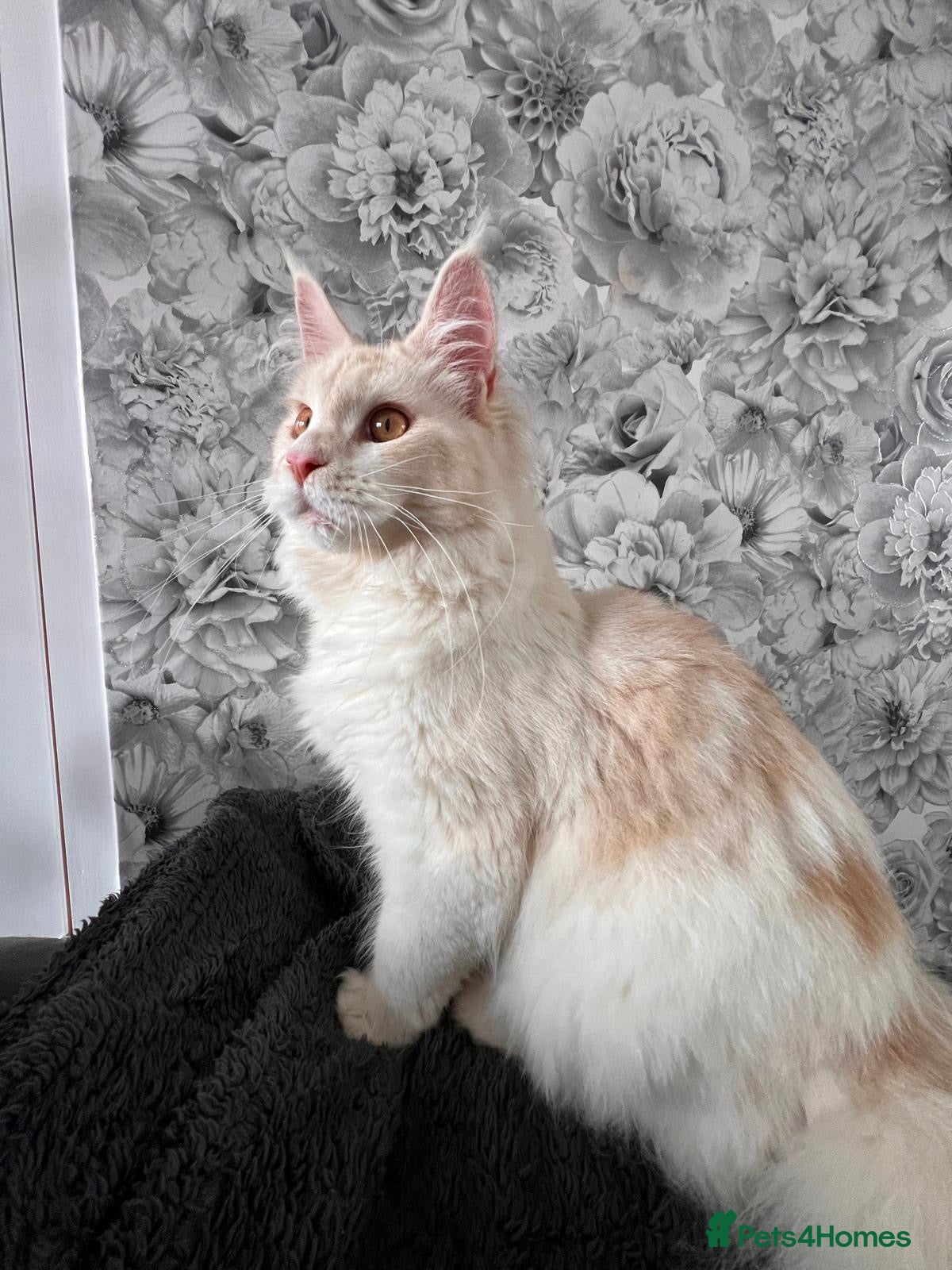 Maine Coon cats Maine coon  - Advert 1