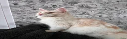 Maine Coon cats for sale: Maine coon  - Advert 1