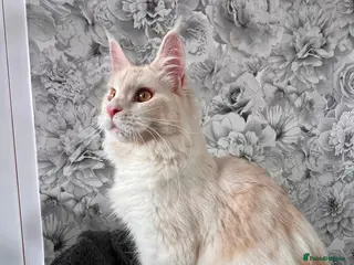 Maine Coon cats for sale: Maine coon - Advert 2