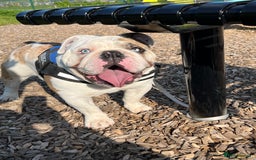 English Bulldog dogs for stud: British Bulldog Stud - First time available.  - Image 13