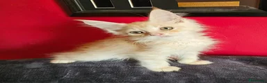 Maine Coon 2