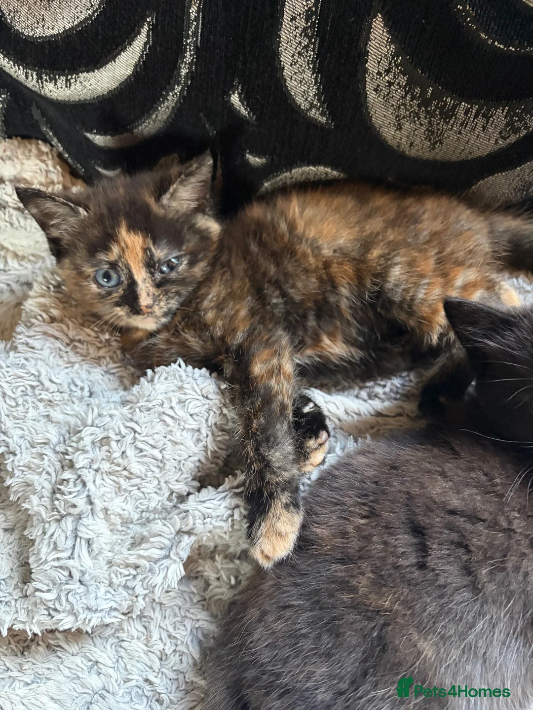 Mixed Breed cats for sale: 2x tortoiseshell kittens  - Advert 6