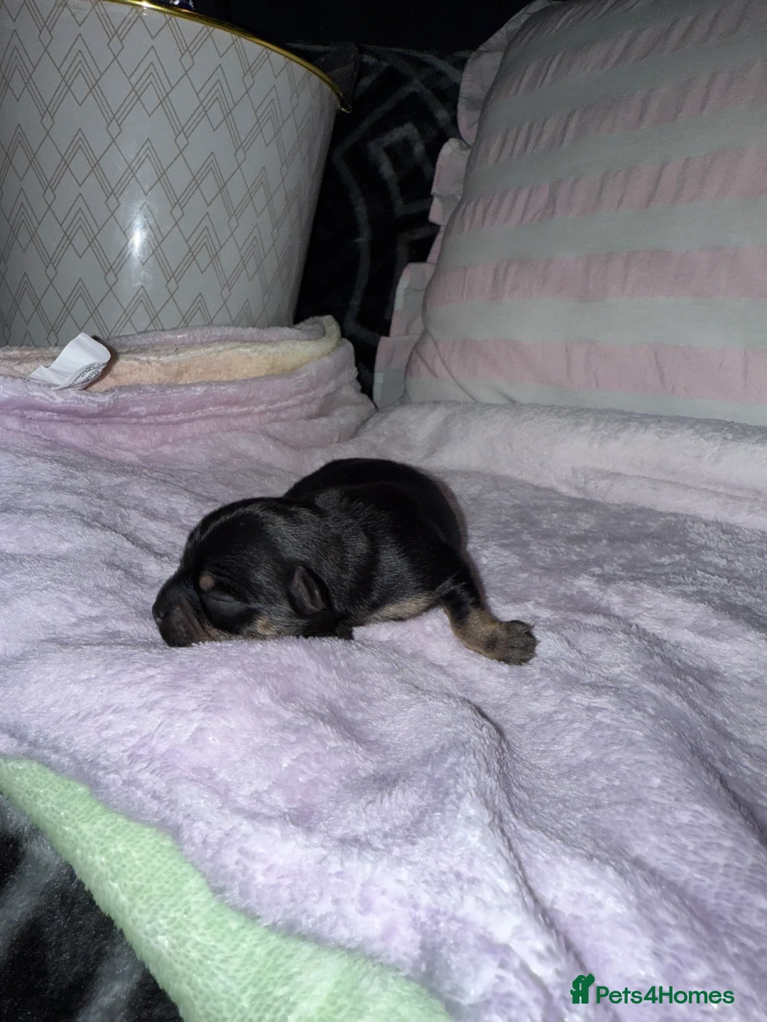 Chorkie dogs for sale: Gorgeous Chorkie girls  - Advert 8