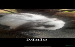 Mini Lop rabbits for sale: Ready Now Mini lops  - Image 1