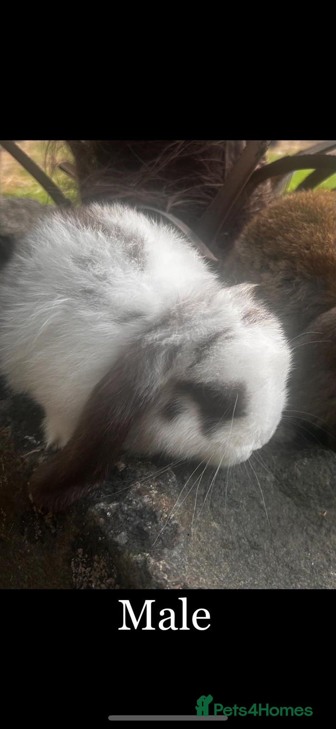 Mini Lop rabbits for sale: Ready Now Mini lops  - Image 1