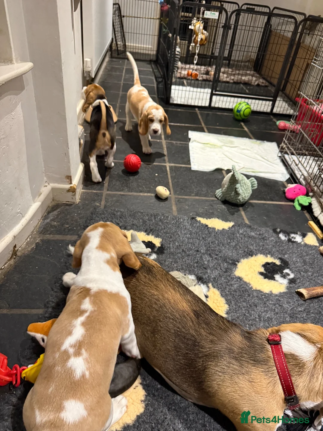 Beagle dogs for sale: 10 week old Male Beagle - Advert 6