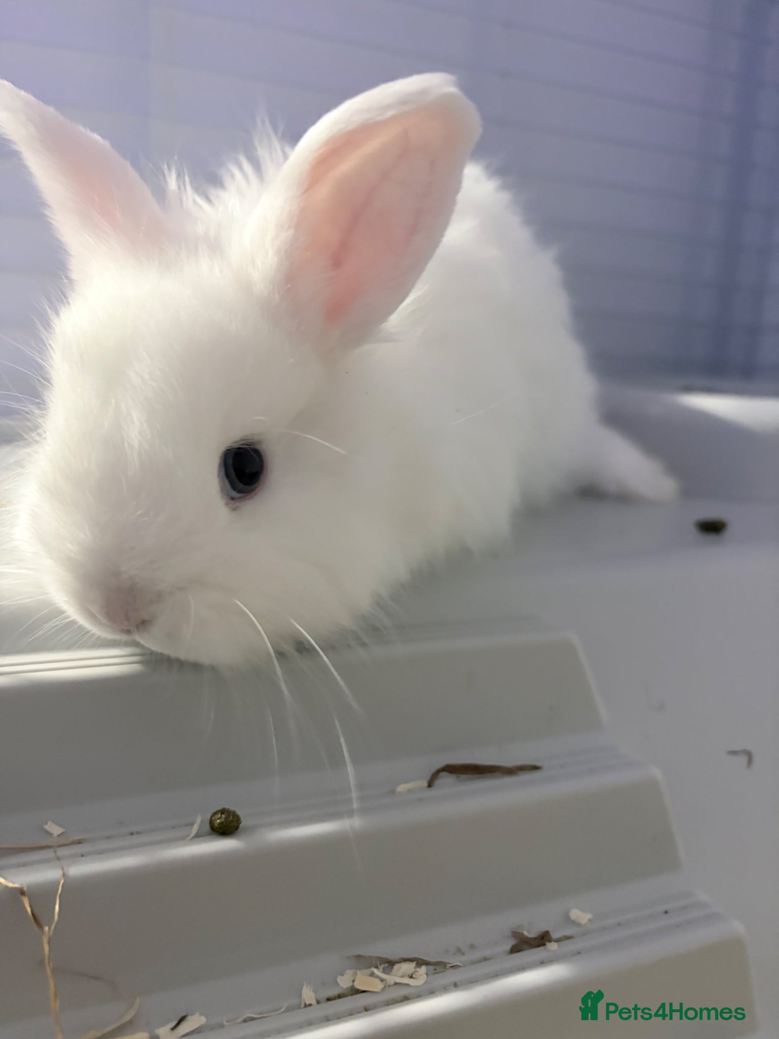 Lionhead rabbits Female white baby bunny  - Advert 10