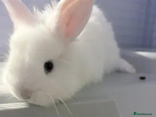 Lionhead rabbits Female white baby bunny - Advert 10
