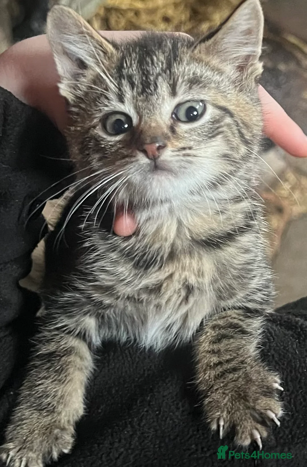 Mixed Breed cats for sale: Kittens - Advert 2