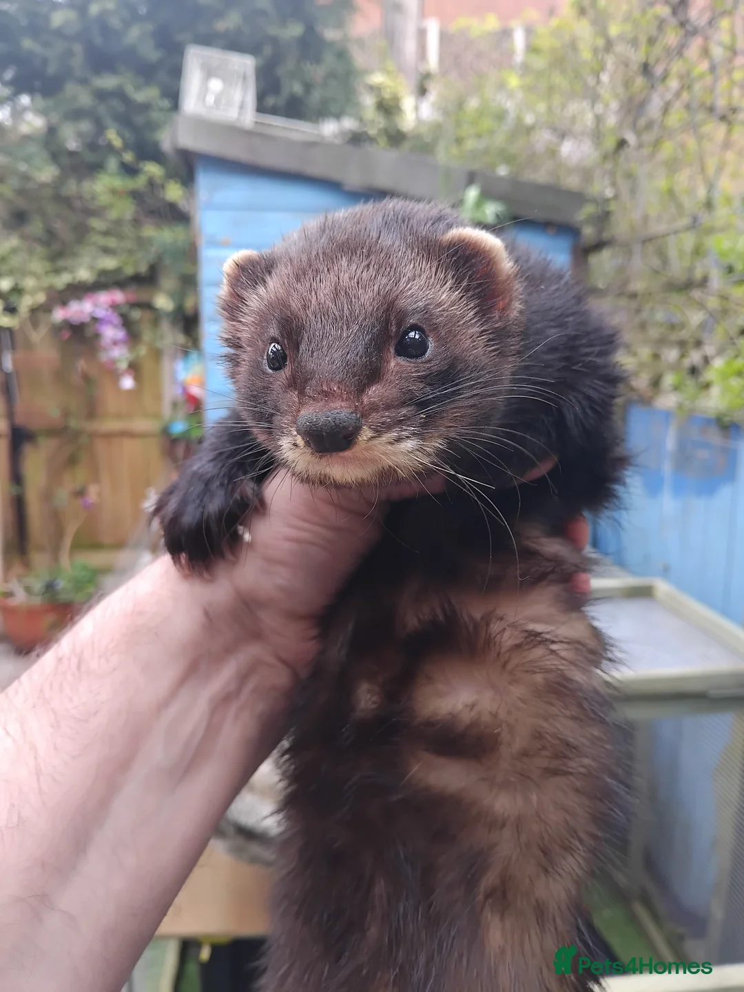 Ferret rodents for sale: 2 x male.ferrets eu polecats  in Heywood - Advert 1