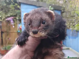 Ferret rodents 2 x male.ferrets eu polecats - Advert 16