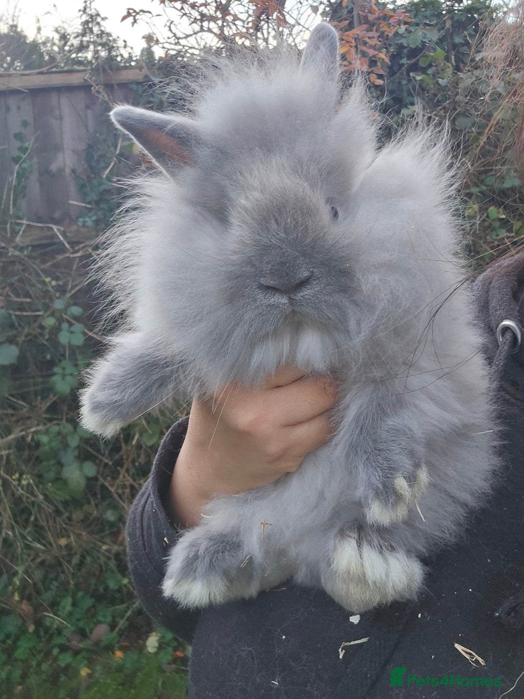 Lionhead rabbits for sale: 2 Beautiful Lionhead Baby Bucks - Advert 6