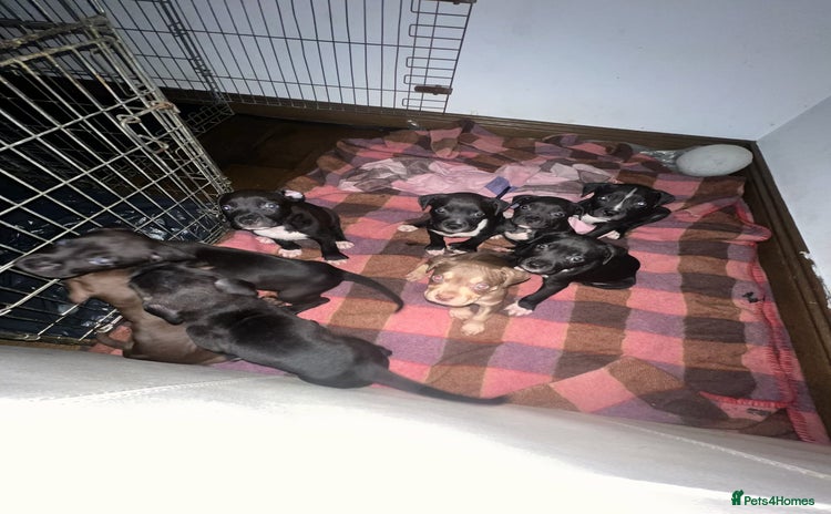 Mixed Breed dogs - Advert 5