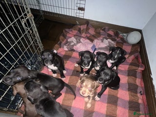 Mixed Breed dogs - Advert 20