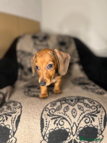 Miniature Dachshund dogs - Advert 12