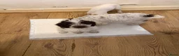 Cockapoo dogs for sale: Litter of lovely Cockapoos - Advert 29