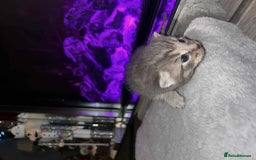 Domestic Shorthair cats for sale: Adorable Kittens! 🐾 - Image 13