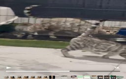 Bengal cats for sale: Bengal kitten Full Breed Tica - Image 3