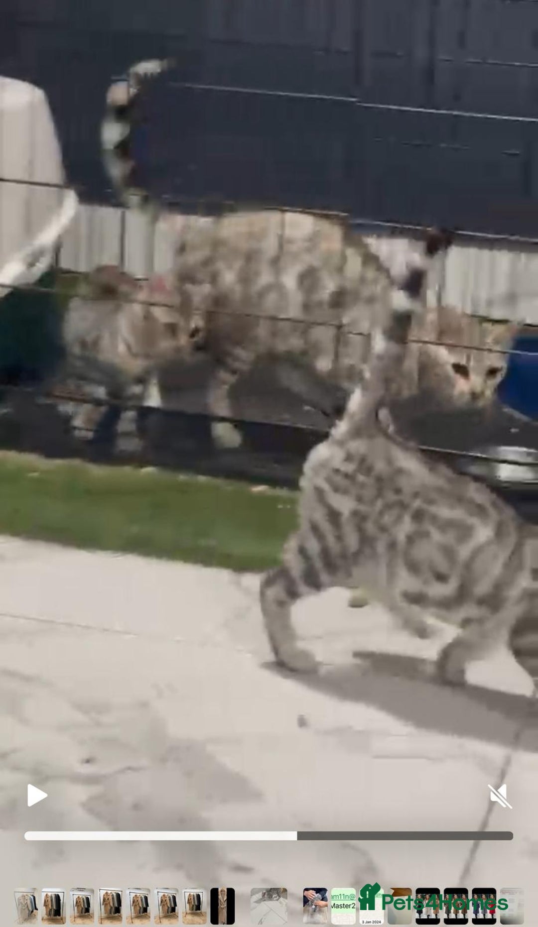 Bengal cats for sale: Bengal kitten Full Breed Tica - Image 3