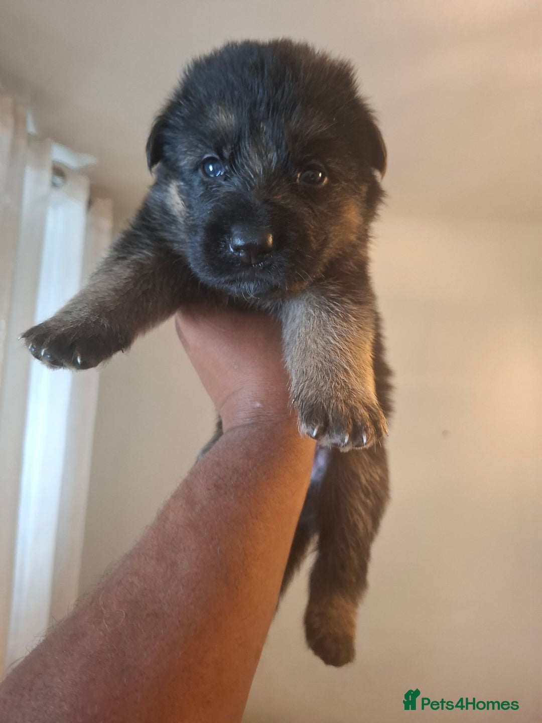 German Shepherd dogs for sale: German Shepherd Puppy 4 - Exceptional German shepherd puppies  - Image 4