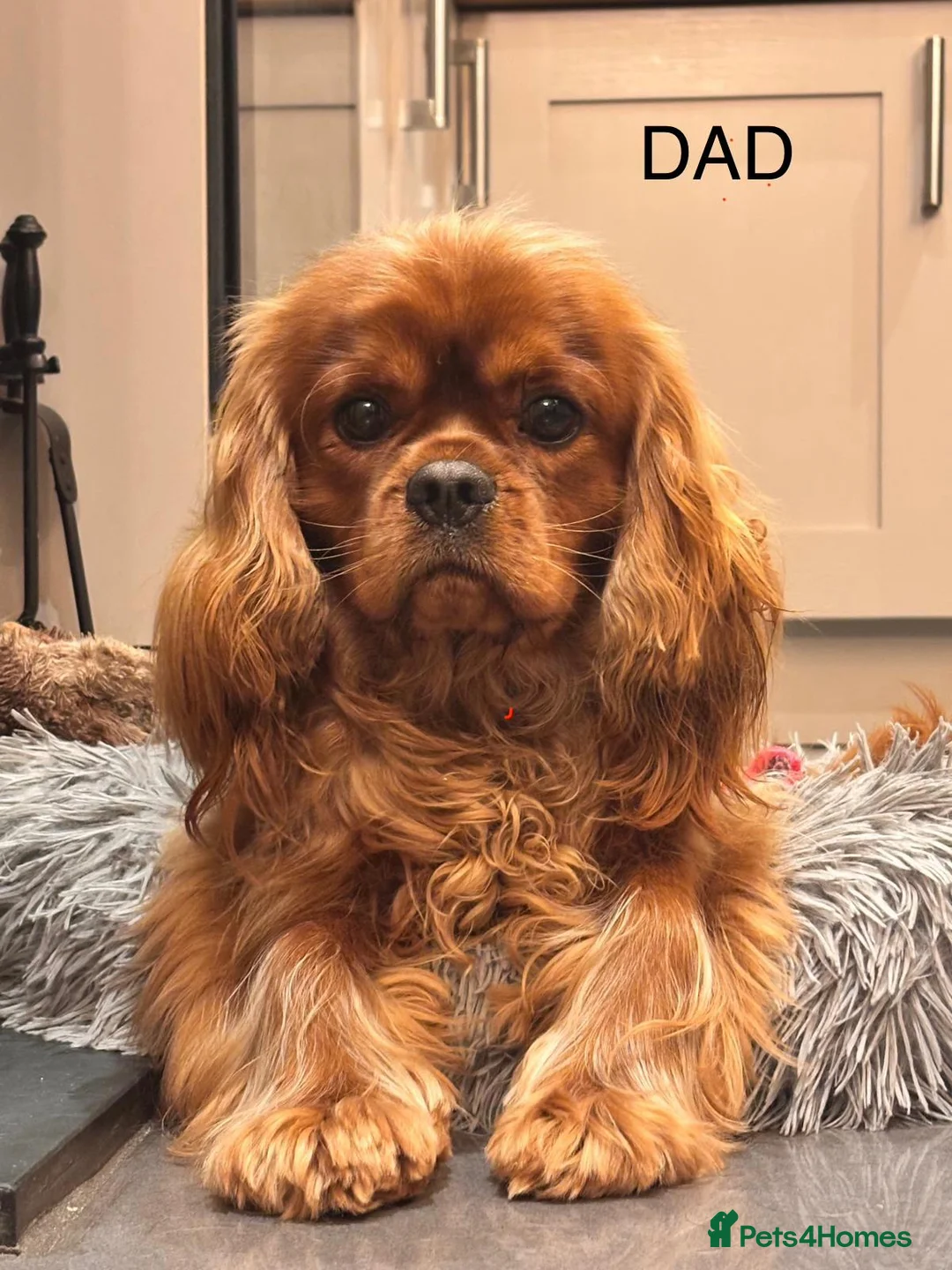 Cavalier King Charles Spaniel dogs for sale: KC Cavalier King Charles puppies  - Advert 2