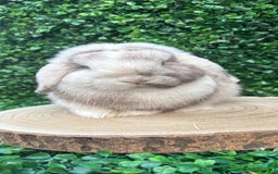 Mini Lop rabbits for sale: Mini lop babies 🌟 in Hartlepool - Image 27