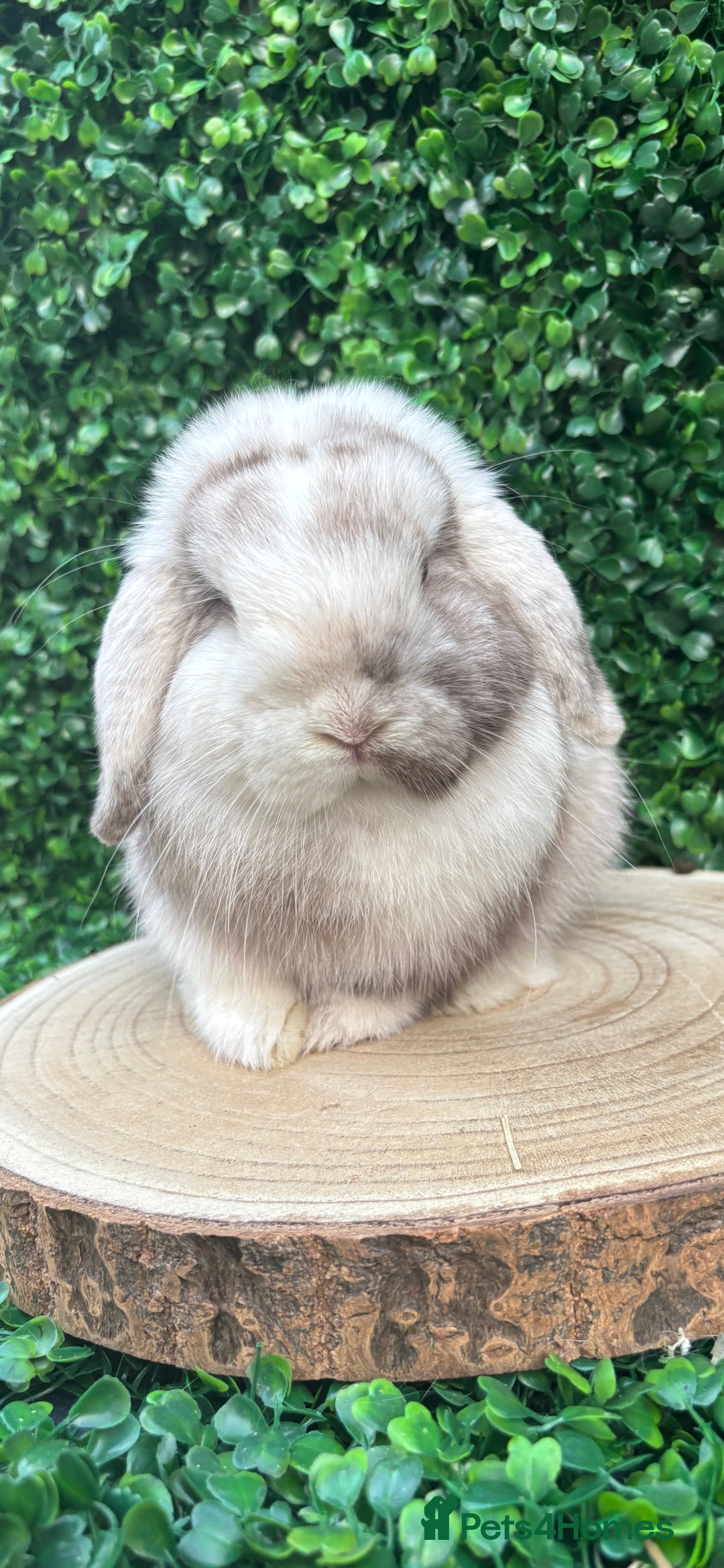Mini Lop rabbits for sale: Mini lop babies 🌟 in Hartlepool - Image 27