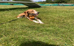 Mixed Breed dogs for adoption: Sweet Kody is ready for his forever sofa - Image 13