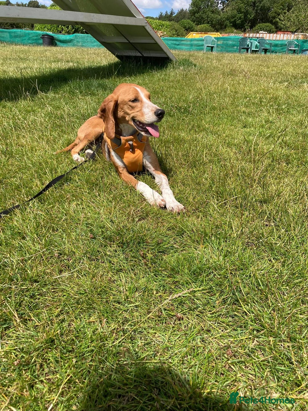 Mixed Breed dogs for adoption: Sweet Kody is ready for his forever sofa - Image 13