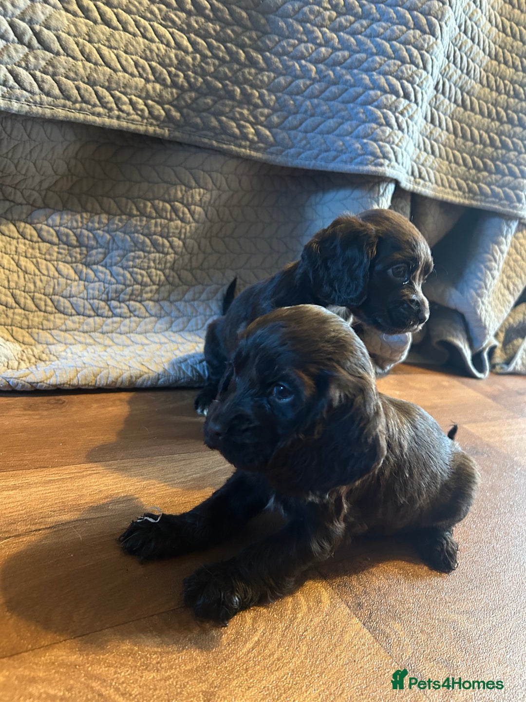 Cocker Spaniel dogs for sale: Cocker spaniel puppies - Advert 6