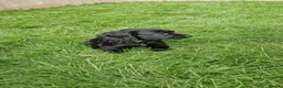 Cocker Spaniel dogs for sale: KC Cocker spaniel pups  in Carnforth - Advert 4
