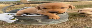 Labrador Retriever 5