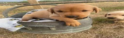 Labrador Retriever dogs for sale: Stunning Labrador Puppies  in Norwich - Advert 14