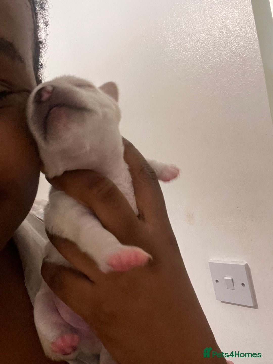 Mixed Breed dogs for sale: 🐾 Loving Homes Wanted for Two Puppies & Dad 🐾 - Image 16
