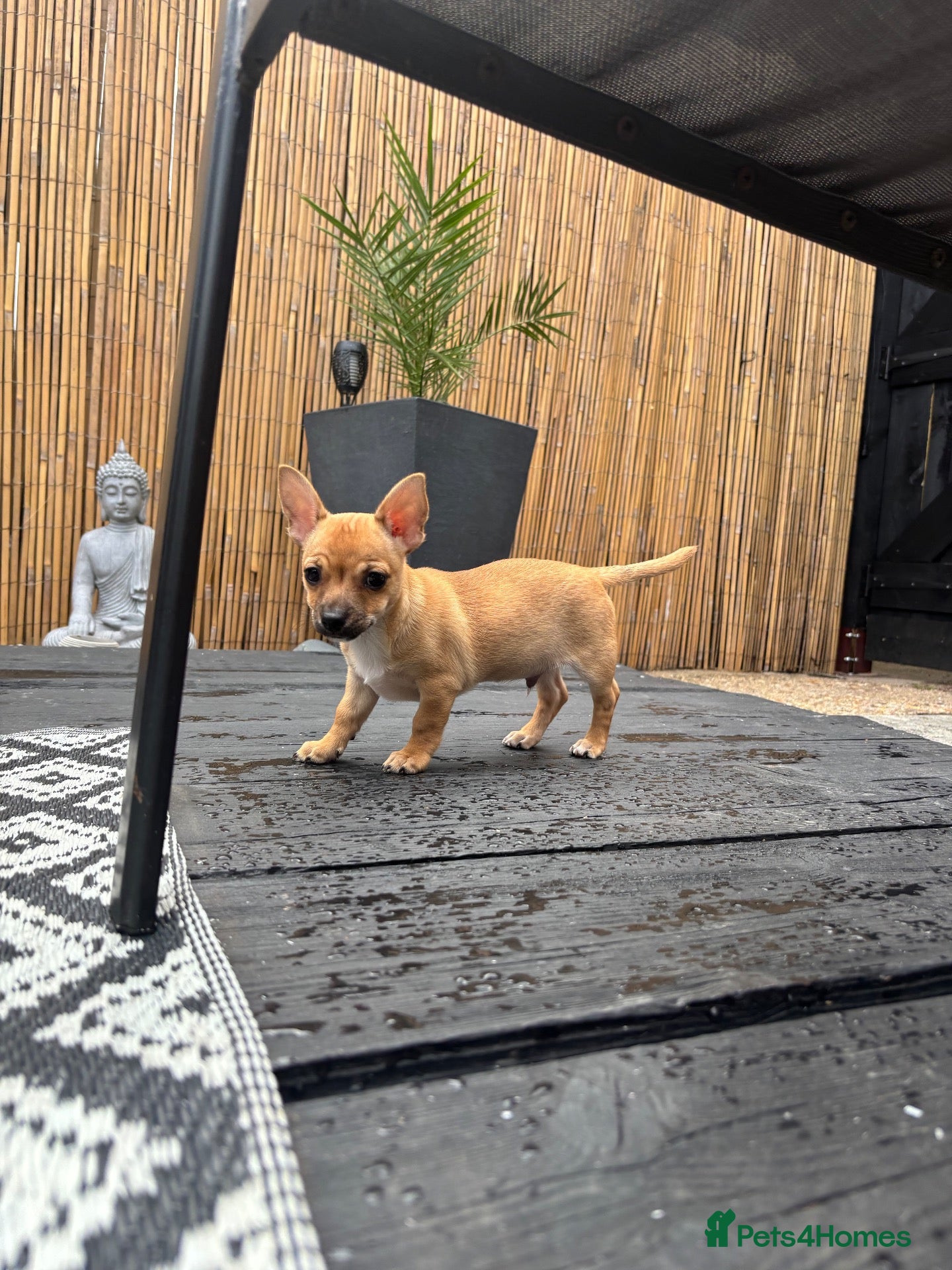 Chihuahua dogs Tan and white chihuahua puppy male - Advert 11
