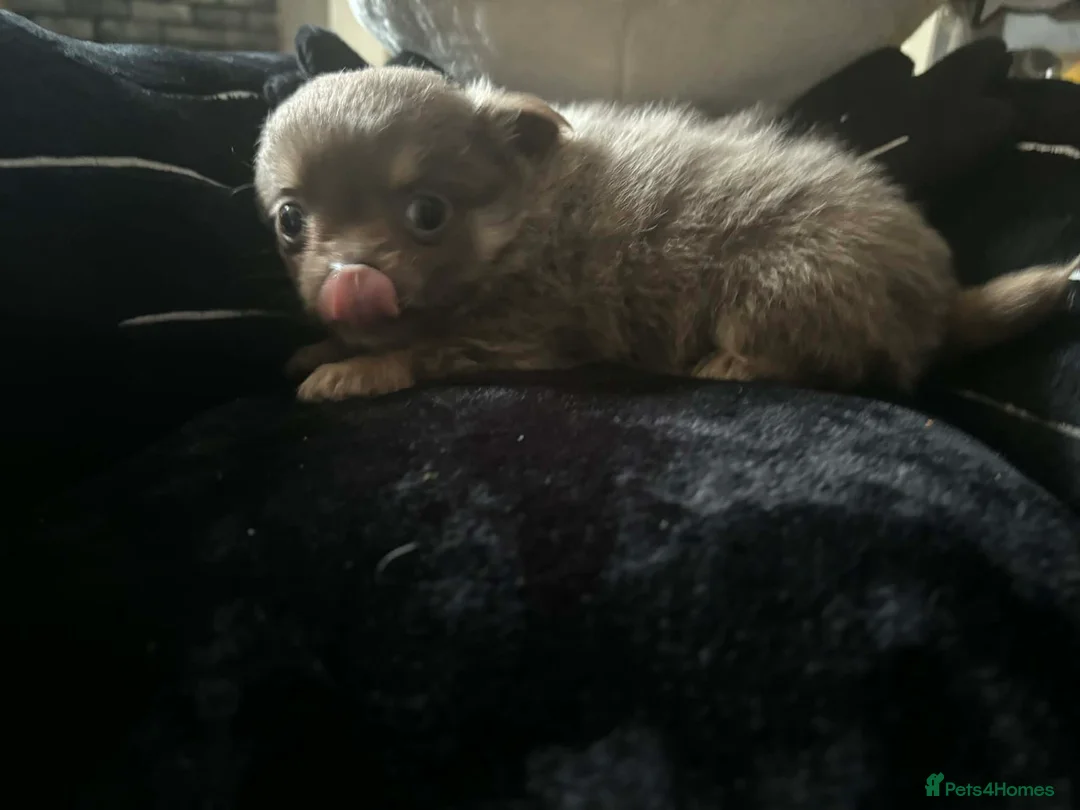 Chihuahua dogs for sale: Beautiful Male Long Haired Chihuahua Puppys - Advert 2