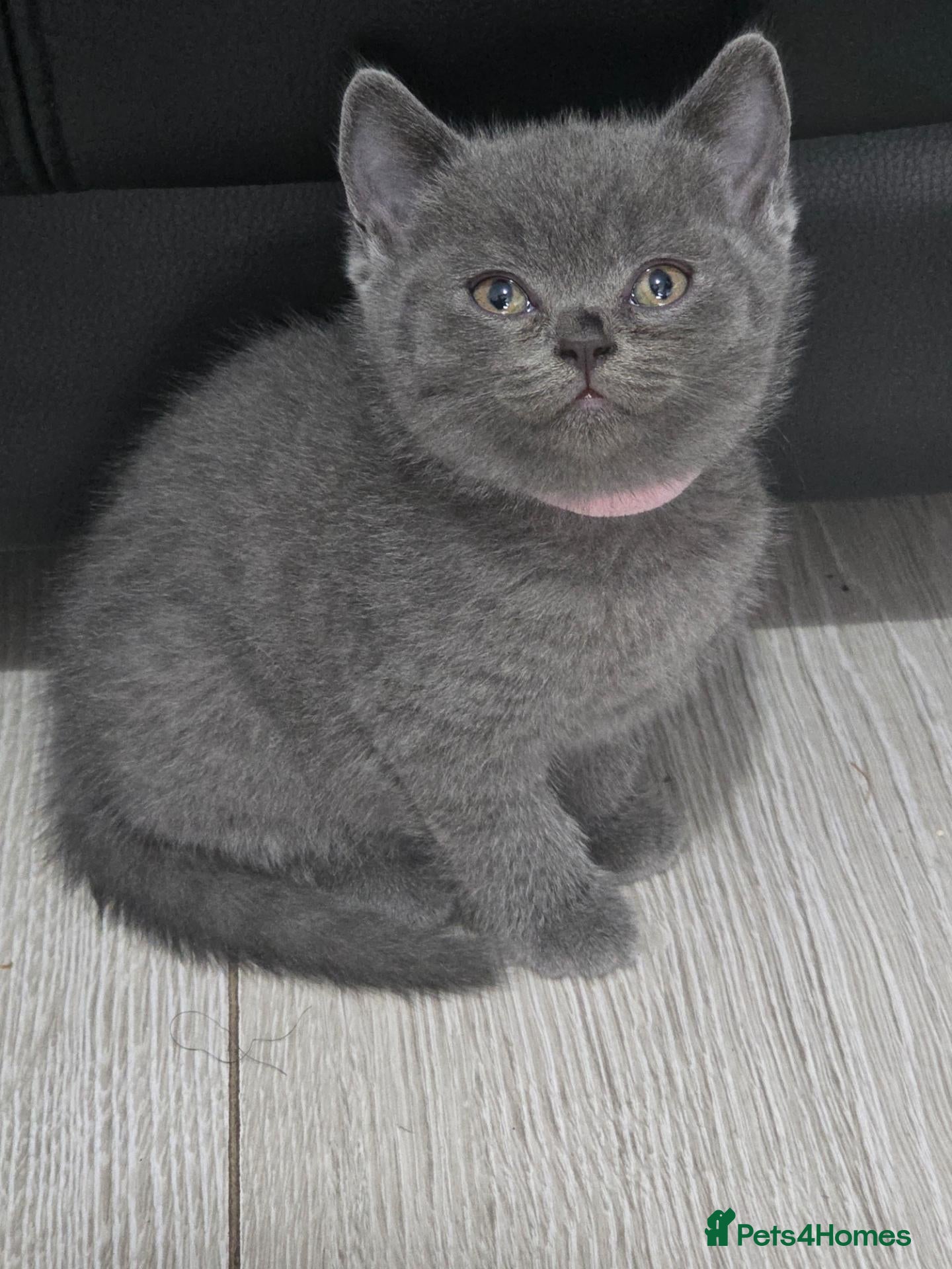 British Shorthair cats Cute British shorthair kittens - Advert 2