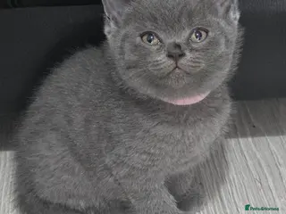 British Shorthair cats Cute British shorthair kittens - Advert 2
