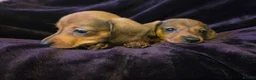 Miniature Dachshund dogs for sale: 4 beautiful miniature dachshunds  - Advert 4