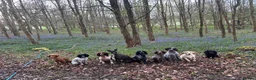 Cocker Spaniel dogs for sale: Health tested working cocker spaniels  - Advert 9