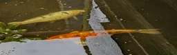 Koi Carp fish for sale: 3 Stunning Koi carp  - Advert 6