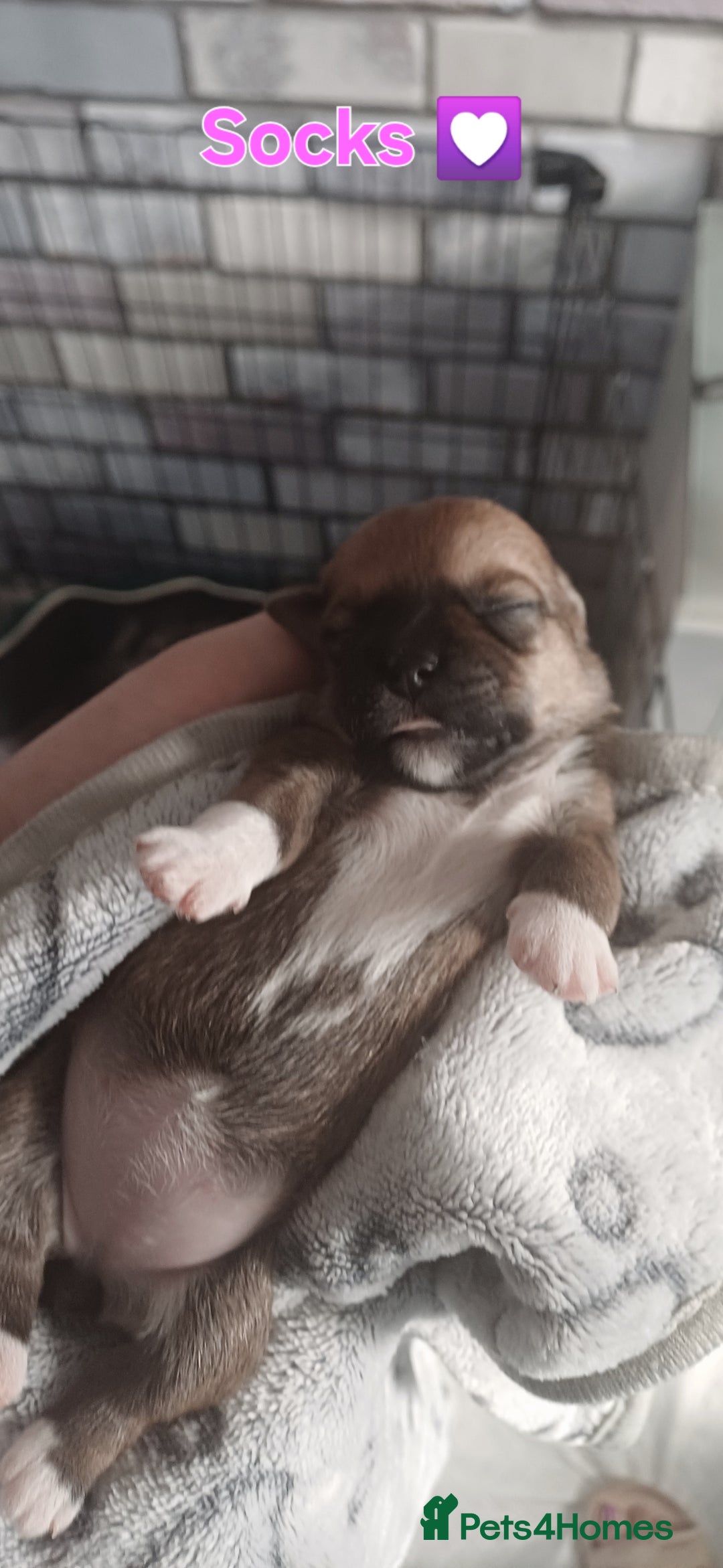 Shih Tzu dogs for sale: Beautiful colours Shihtzu puppies - Image 17