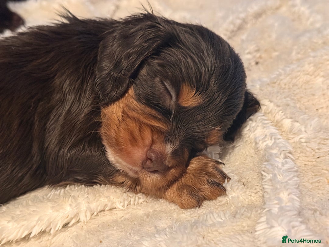 Cocker Spaniel dogs for sale: Cocker spaniel puppies - Advert 8