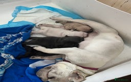 French Bulldog dogs for sale: Beautiful French bulldog puppies  - Image 2