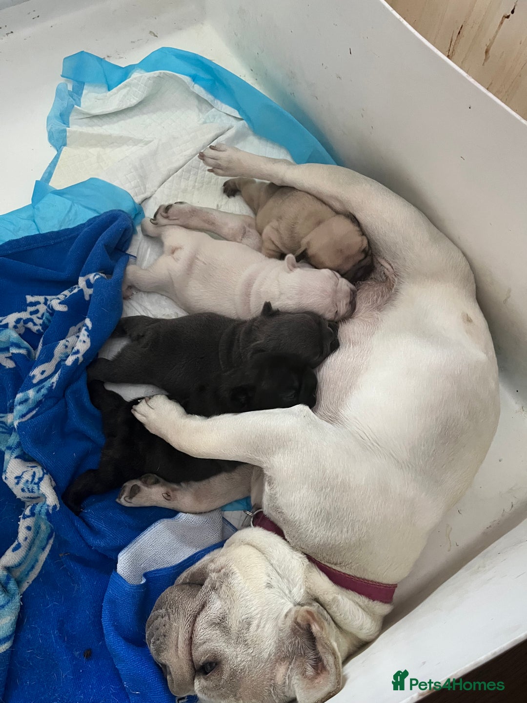 French Bulldog dogs for sale: Beautiful French bulldog puppies  - Image 2