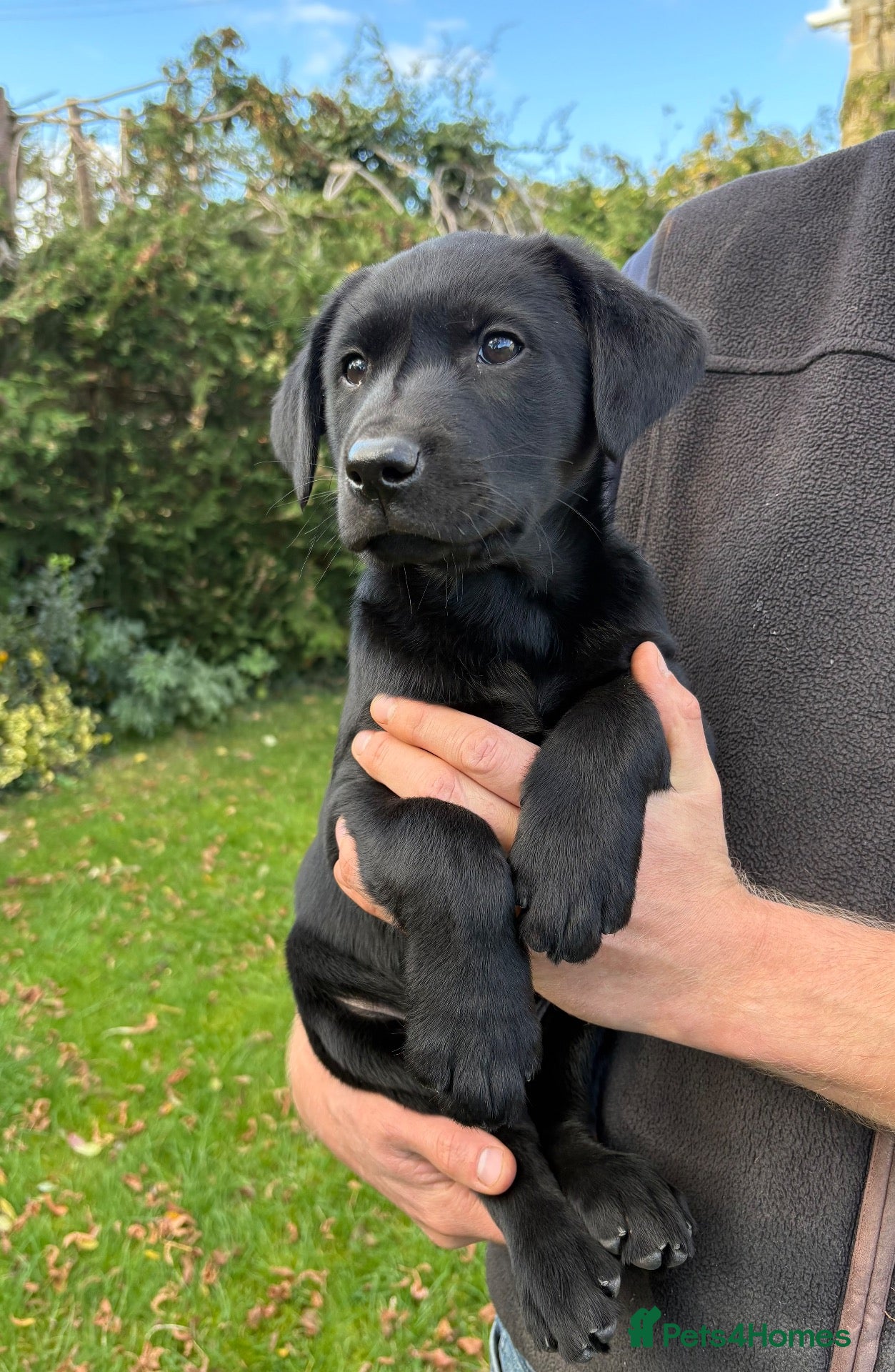 Labrador Retriever dogs Handsome Labrador dogs available  - Advert 2