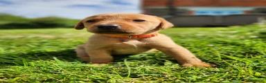 Labrador Retriever 6