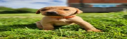 Labrador Retriever dogs for sale: Quality KC Fox Red Labradors  - Advert 21